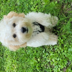 Hundeschule Vogt - Abby