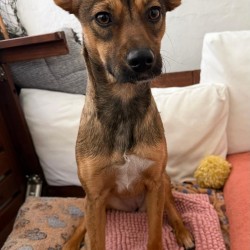 Hundeschule Vogt - Abby