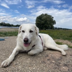 Hundeschule Vogt - Agosto