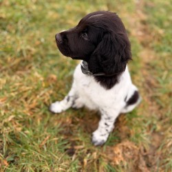 Hundeschule Vogt - Alfred