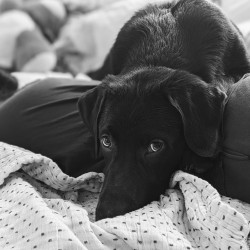 Hundeschule Vogt - Alfred