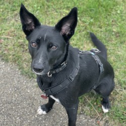 Hundeschule Vogt - Amani