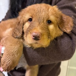 Hundeschule Vogt - Amy