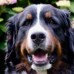 Hundeschule Vogt - Anni