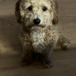 Hundeschule Vogt - Apollo
