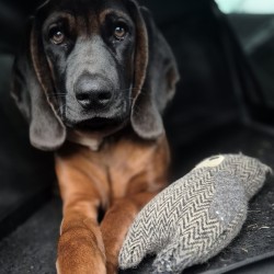 Hundeschule Vogt - Archie