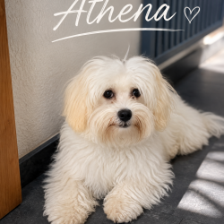 Hundeschule Vogt - Athena