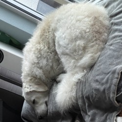 Hundeschule Vogt - Avis