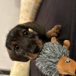 Hundeschule Vogt - Bärbel