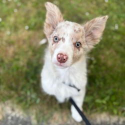 Hundeschule Vogt - Bailey