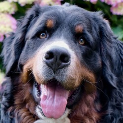 Hundeschule Vogt - Baylee