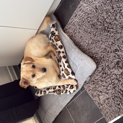 Hundeschule Vogt - Bella