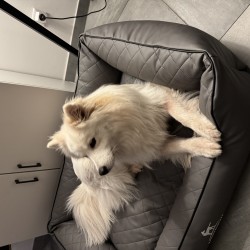 Hundeschule Vogt - Bella