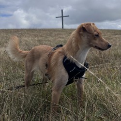 Hundeschule Vogt - Betty
