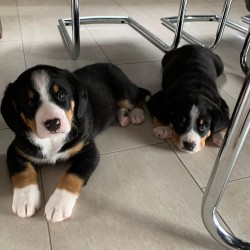 Hundeschule Vogt - Bolle