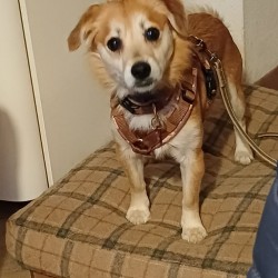 Hundeschule Vogt - Bommel