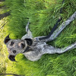 Hundeschule Vogt - Bones