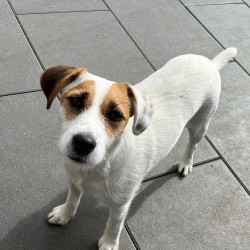Hundeschule Vogt - Bonny