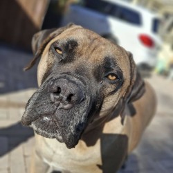 Hundeschule Vogt - Bowser
