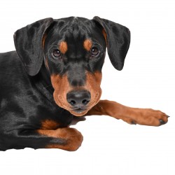 Hundeschule Vogt - Britta Felder