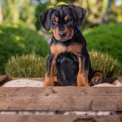 Hundeschule Vogt - Britta Felder