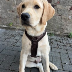 Hundeschule Vogt - Bronto