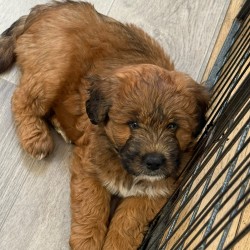 Hundeschule Vogt - Brownie