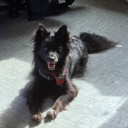 Hundeschule Vogt - Buffy