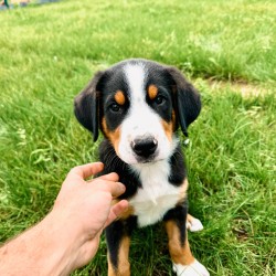 Hundeschule Vogt - Carlo