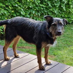 Hundeschule Vogt - Carlotta