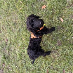 Hundeschule Vogt - Charly