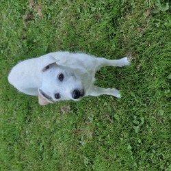 Hundeschule Vogt - Cheeky