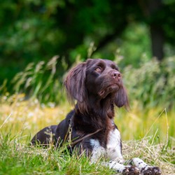 Hundeschule Vogt - Chilly