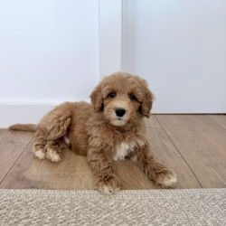 Hundeschule Vogt - Coby