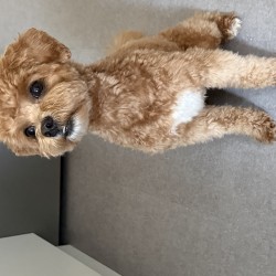 Hundeschule Vogt - Coco