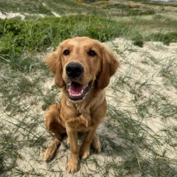 Hundeschule Vogt - Cooper