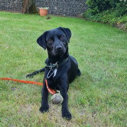 Hundeschule Vogt - Cooper