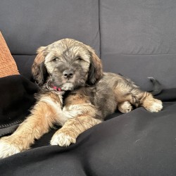 Hundeschule Vogt - Cooper