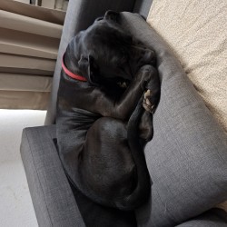 Hundeschule Vogt - Dea