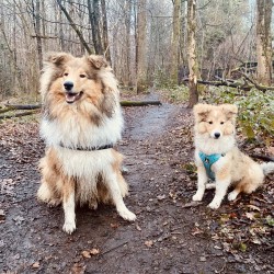 Hundeschule Vogt - Edda