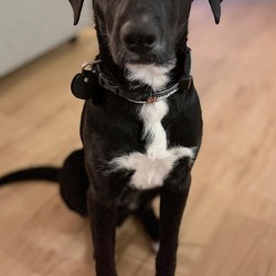 Hundeschule Vogt - Eddie