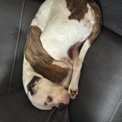 Hundeschule Vogt - Eddie