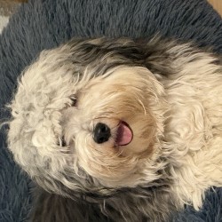 Hundeschule Vogt - Eddy