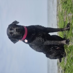 Hundeschule Vogt - Ella