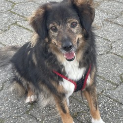 Hundeschule Vogt - Elli