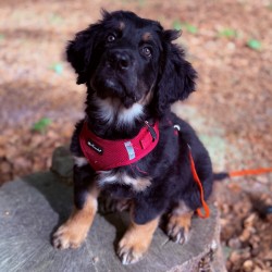 Hundeschule Vogt - Elmo