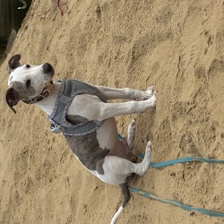 Hundeschule Vogt - Emil