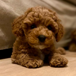 Hundeschule Vogt - Emmy