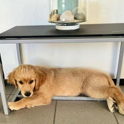 Hundeschule Vogt - Enya