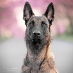 Hundeschule Vogt - Enya